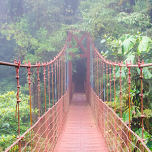 Tropical Bridge