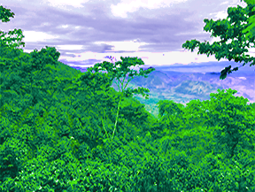 Guatemala Huehuetenango Wholebean-img