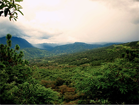 Guatemala Huehuetenango Wholebean-img
