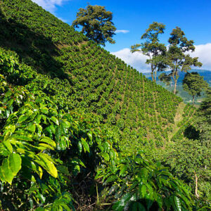 Manizales Colombia Coffee Origin